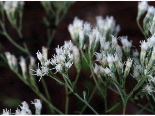 Eupatorium semiserratum (Smallflower thoroughwort )