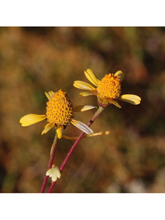 Acmella oppositifolia (Oppositeleaf spotflower)