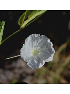 Stylisma villosa (Hairy dawnflower)