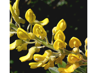 Sophora tomentosa var. truncata (Yellow necklacepod)