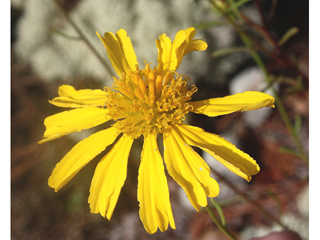 Balduina uniflora (Oneflower honeycombhead)