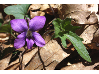 Viola ×palmata (Early blue hybrid violet)