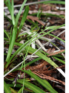 Carex pedunculata (Longstalk sedge)