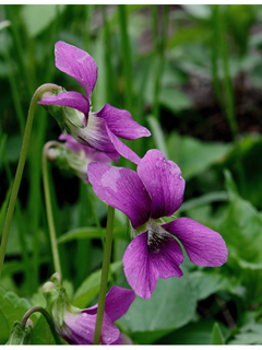 Viola nephrophylla (Northern bog violet)