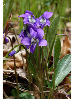 Viola sagittata (Arrowleaf violet)