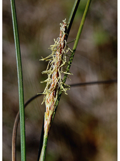Carex exilis (Coastal sedge)