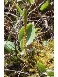 Selaginella selaginoides (Northern spike-moss)
