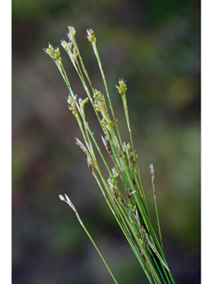 Carex eburnea (Bristleleaf sedge)
