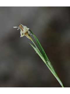 Carex umbellata (Parasol sedge)