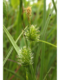 Carex viridistellata (Green-star sedge)