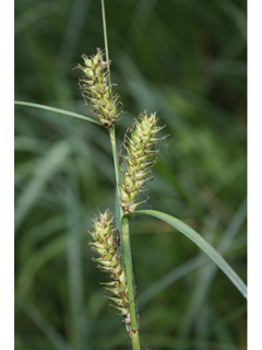 Carex trichocarpa (Hairyfruit sedge)