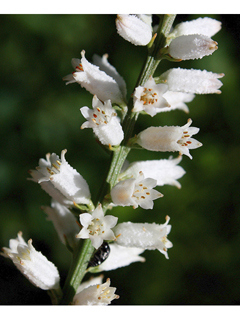 Aletris farinosa (White colicroot)