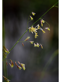 Zizania palustris (Northern wildrice)