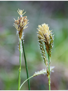 Carex magellanica ssp. irrigua (Boreal bog sedge)