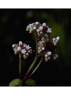 Mitreola sessilifolia (Swamp hornpod)