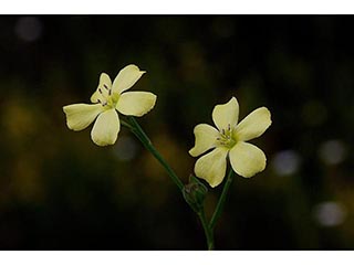 Linum medium (Stiff yellow flax )