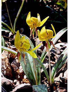 Erythronium americanum (Yellow trout-lily)