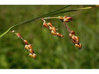 Carex davisii (Davis' sedge)