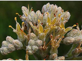 Lachnanthes caroliana (Carolina redroot)