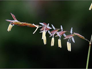 Leersia hexandra (Southern cutgrass )