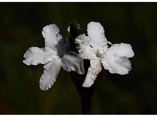 Elytraria caroliniensis (Carolina scalystem)
