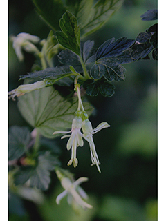 Ribes missouriense (Missouri gooseberry)