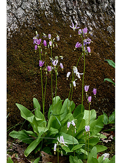 Dodecatheon meadia (Eastern shooting star)