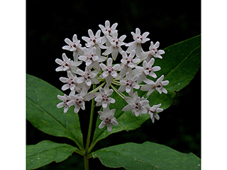 Asclepias quadrifolia (Fourleaf milkweed)