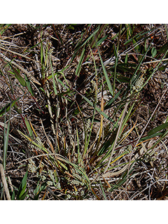 Carex garberi (Elk sedge)