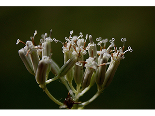 Arnoglossum reniforme (Great indian plantain)