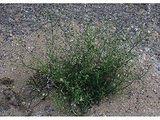 Conyza ramosissima (Dwarf horseweed)
