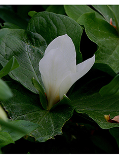Trillium albidum ssp. parviflorum (Smallflower wakerobin)