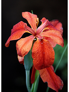 Iris fulva (Copper iris)