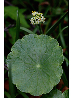 Hydrocotyle verticillata (Whorled marshpennywort )