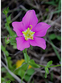 Sabatia campestris (Texas star)
