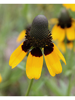 Dracopis amplexicaulis (Clasping coneflower)