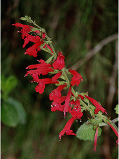 Salvia roemeriana (Cedar sage)