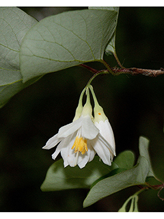 Styrax platanifolius (Sycamore-leaf snowbell)