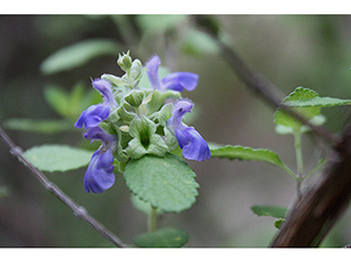 Salvia ballotiflora (Shrubby blue sage)