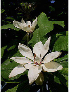 Magnolia tripetala (Umbrella tree)