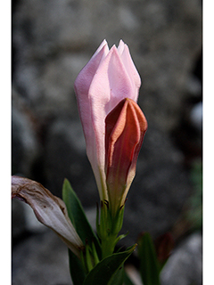Spigelia alabamensis (Purpleflower pinkroot)