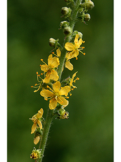 Agrimonia parviflora (Harvest lice)