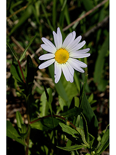 Astranthium integrifolium (Entireleaf western daisy)