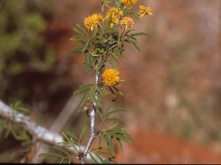 Vachellia bravoensis (Huisachillo)
