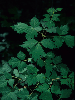 Acer glabrum var. neomexicanum (New mexico maple)