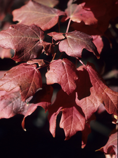 Acer leucoderme (Chalk maple)