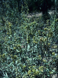 Ambrosia deltoidea (Triangle bur ragweed)