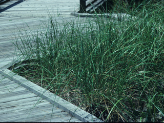 Ammophila breviligulata (American beachgrass)