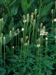 Anemone cylindrica (Candle anemone)
