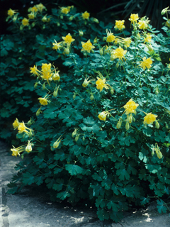 Aquilegia chrysantha (Golden columbine)